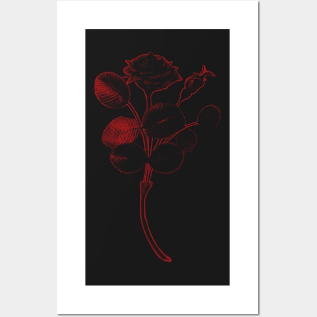 Rosa de Pelagio Black Rose Red Outline Image Wall Art by pelagio